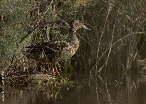 Garganey in its habitat at Asker marsh, Bahrain