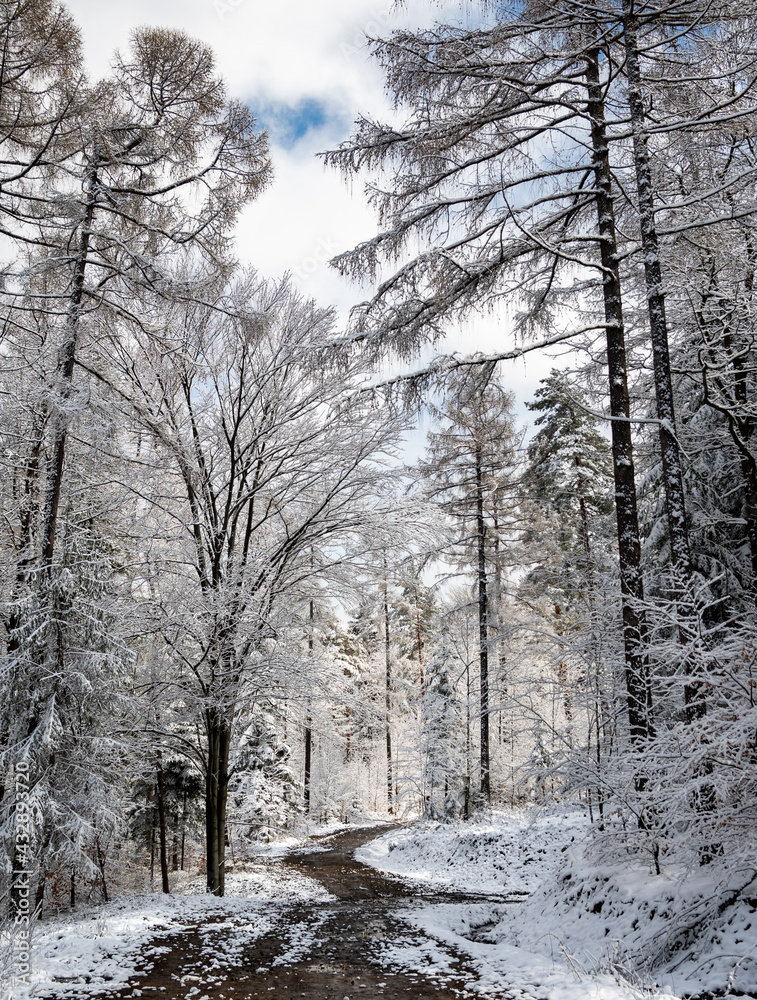 Winter