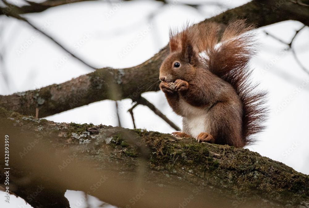 squirrel
