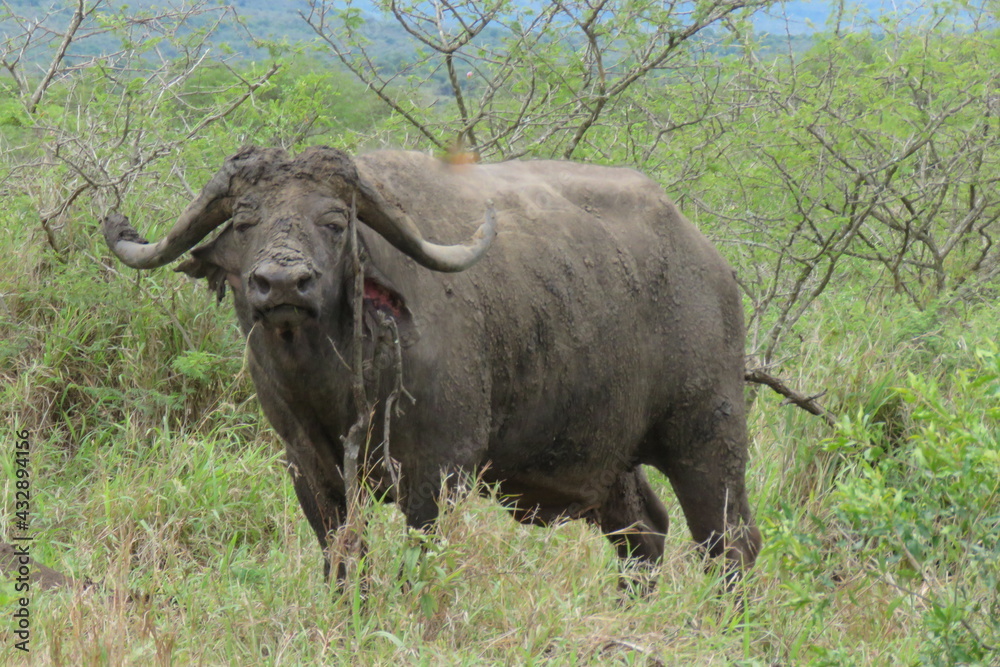 Cape Buffalo Bull