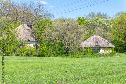 Abandoned farmhouses and a wheat-sown field. Spring rural landscape