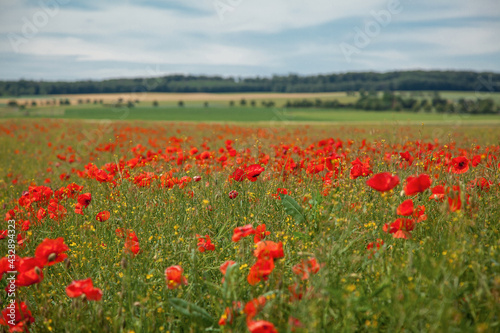 Red beautiful wild poppies in a fields in summer time