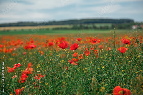 Red beautiful wild poppies in a fields in summer time