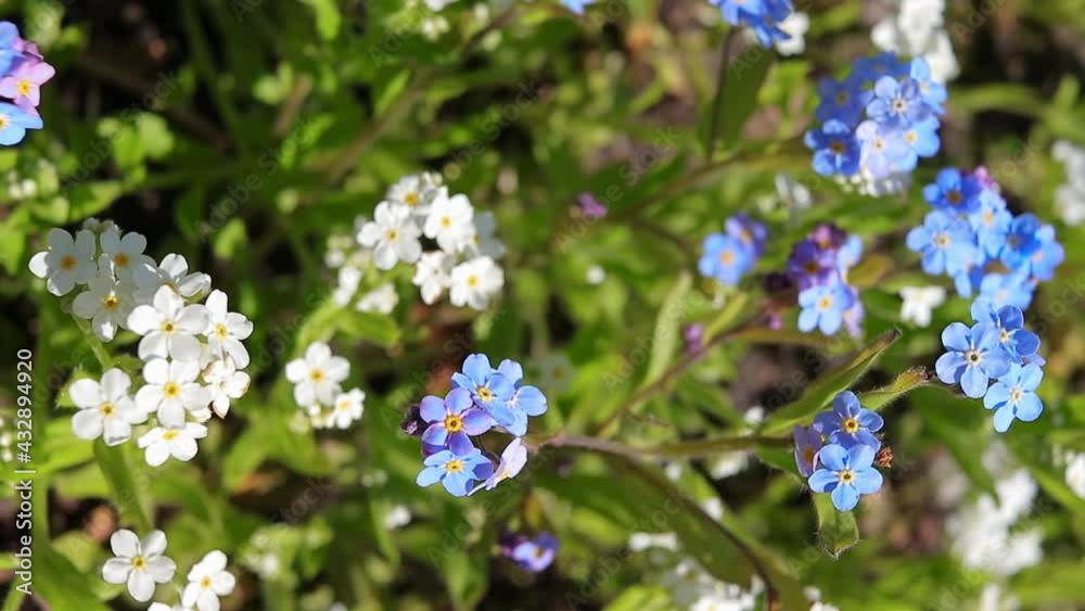phlox subulata white and blue in a close-up view from above swaying in the wind phlox subulata white and blue in a close-up view from above swaying in the wind