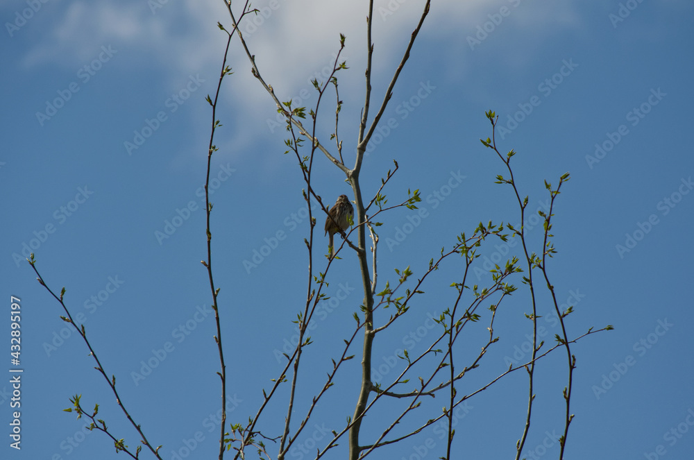 Obraz premium A Song Sparrow in a Tree