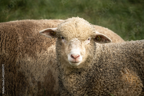Fototapeta Naklejka Na Ścianę i Meble -  Closeup of a sheep on a field near Bollingen, St, Gallen, Switzerland