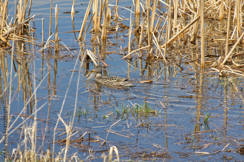 A Female Mallard in a Pond