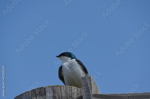 A Tree Swallow on a Wooden Post
