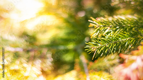spring background branch of green pine spruce on blurred bokeh background with place for text