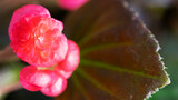 Pattern of beautiful natural red and pink begonia flowers