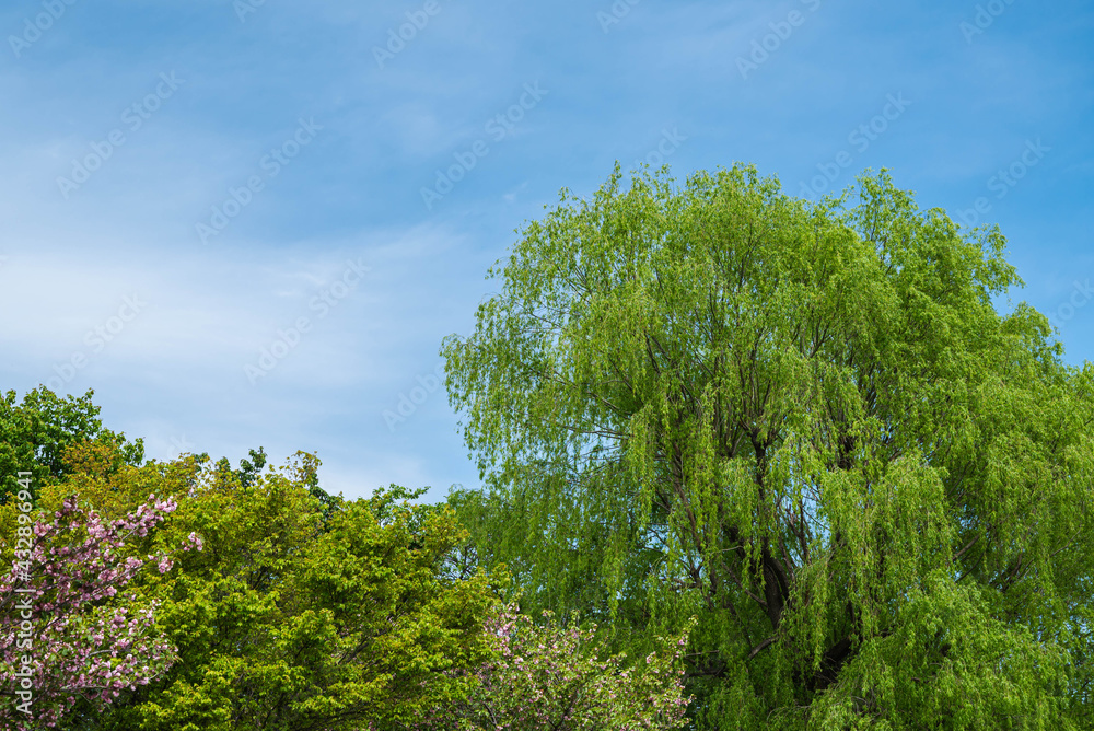 Obraz premium 拾ヶ堰の新緑 八重桜と桜と柳