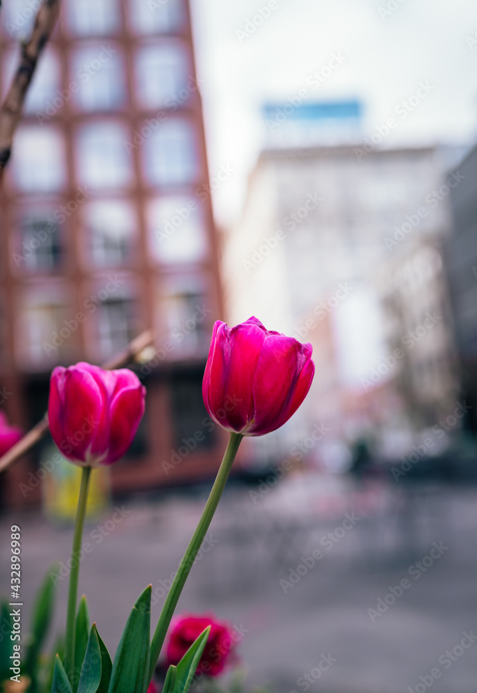 pink tulips in the garden new York  