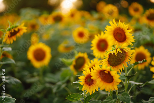 Sunflower in full bloom. Beautiful sunflower field at sunset.