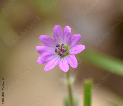 Macro detail of Geranium of the roads (Geranium molle). Pink purple flowers with jagged petals. Located in Munilla, La Rioja, Spain.
