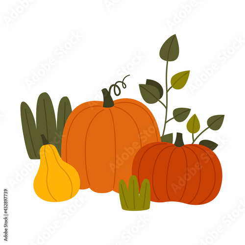 Ripe Pumpkin Vegetable as Seasonal Harvesting and Yield Vector Illustration