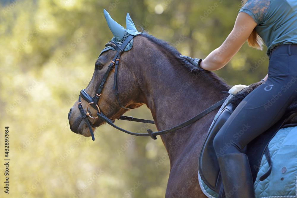 Obraz premium Reitsport