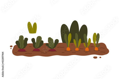 Garden Bed with Growing Vegetables in Soil Vector Illustration