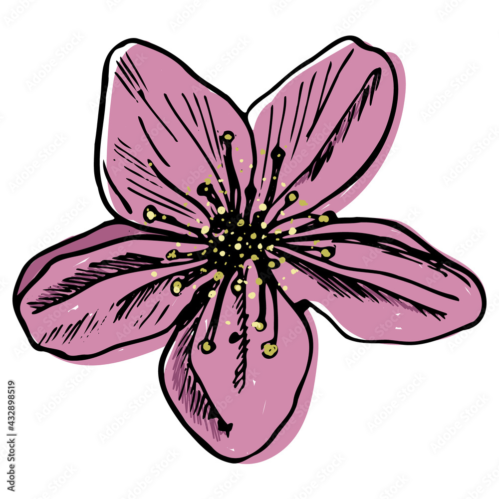 Cherry or Apple Blossom flower in a vector style isolated. Colorful trendy sketch. Flower Illustration