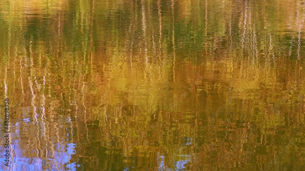 Reflection of the forest in the water of the lake Reflection of the forest in the water of the lake