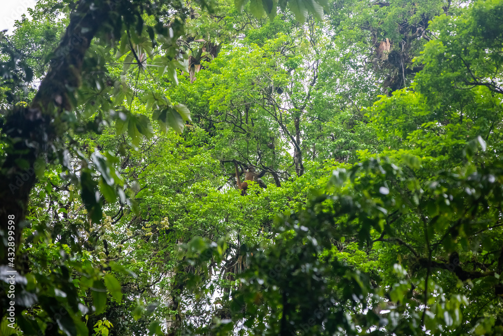 Obraz premium Geoffroy’s spider monkey (Ateles geoffroyi) in Arenal cloud forest, Costa Rica