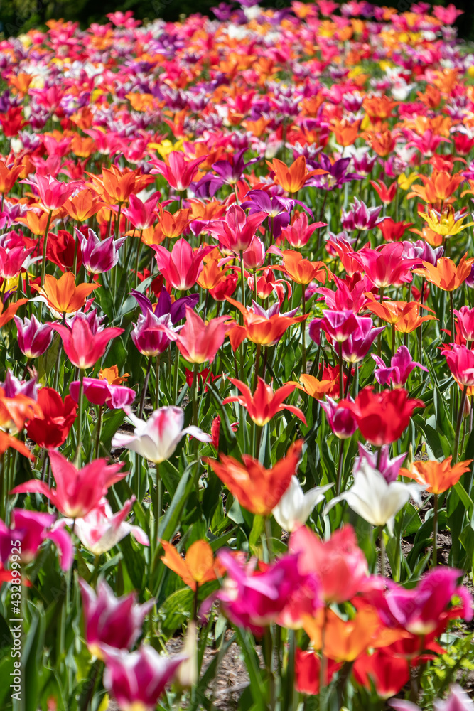 Tulip field with bright flowers assorted colors