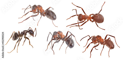 five brown isolated ants © Alexander Potapov