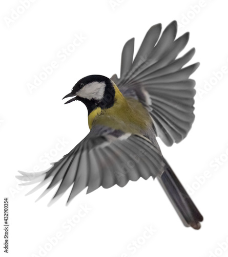 flight of isolated on white gold great tit
