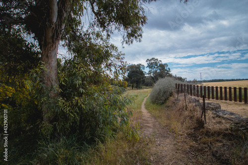 path along the fence
