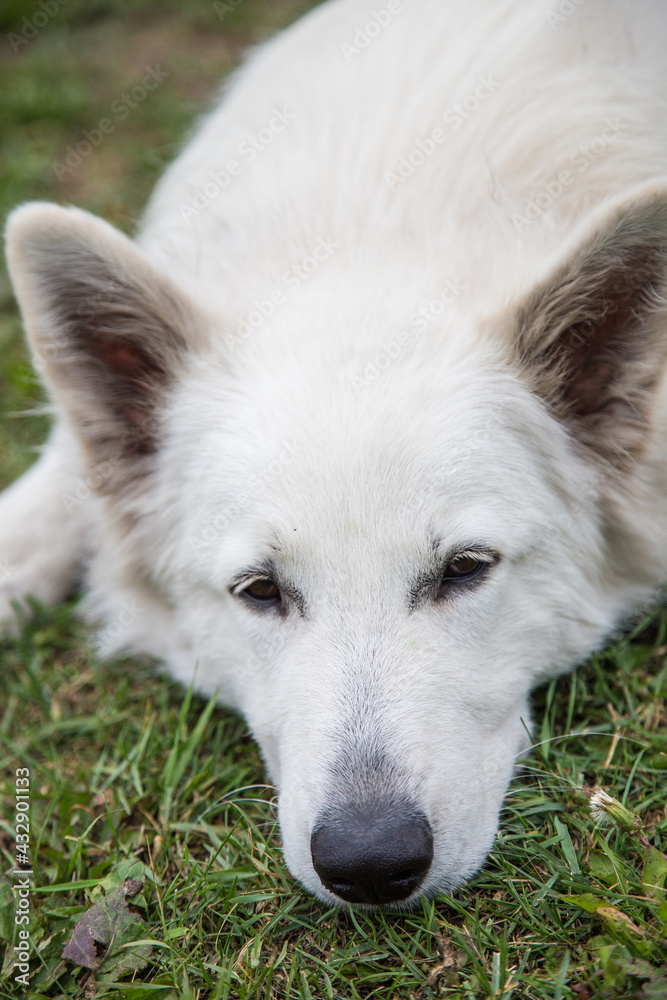 Portrait of White Swiss Shepherd Dog in nature. Portrait of White Swiss Shepherd Dog in nature.