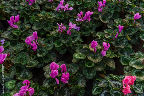 Lot of pink flowers cyclamen in greenhouse.