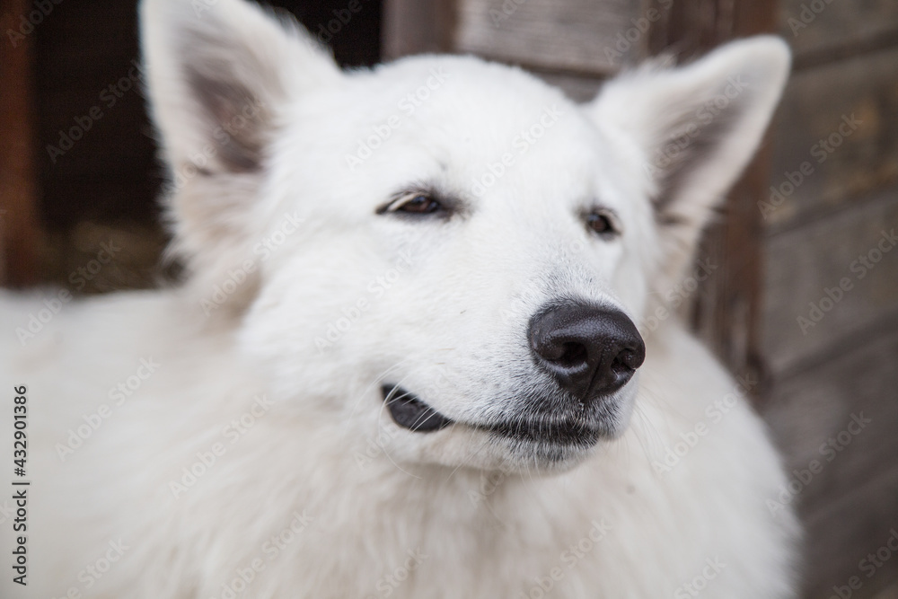 Portrait of White Swiss Shepherd Dog in nature. Portrait of White Swiss Shepherd Dog in nature.