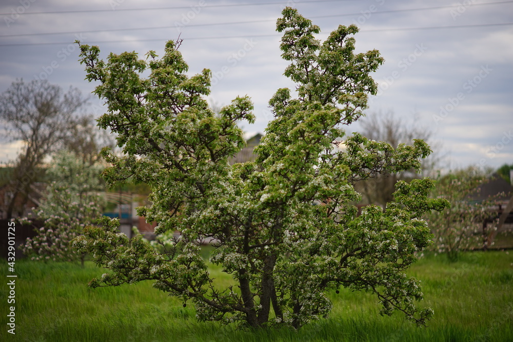 Blooming pear tree in white flowers. Spring garden