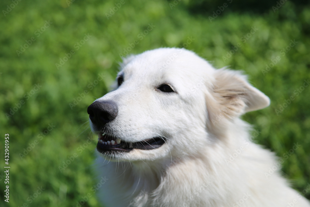 Portrait of White Swiss Shepherd Dog in nature. Portrait of White Swiss Shepherd Dog in nature.