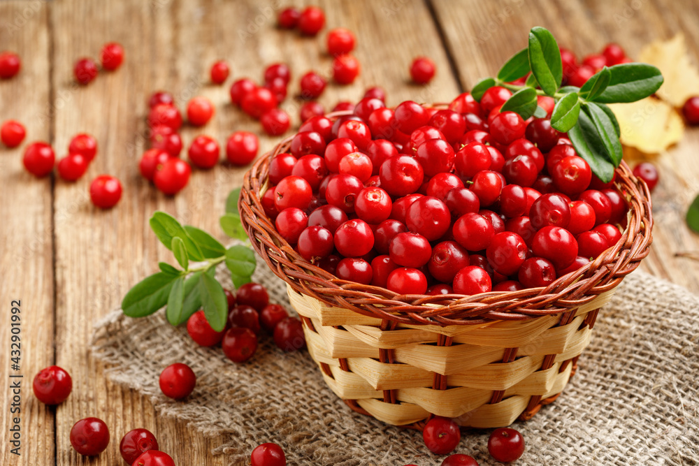 Basket with wild autumn forest berry - lingonberry Basket with wild autumn forest berry - lingonberry