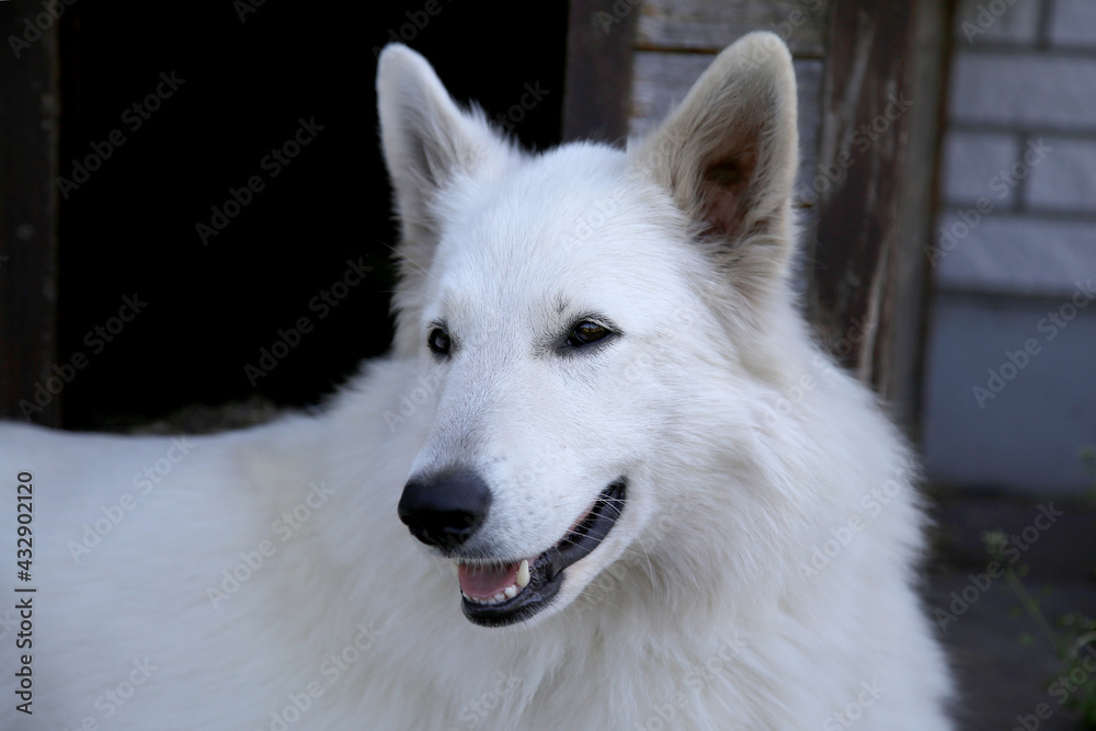 Portrait of White Swiss Shepherd Dog in nature. Portrait of White Swiss Shepherd Dog in nature.
