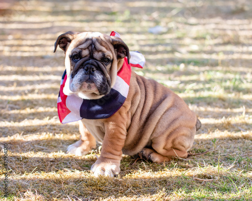 Puppy of Red English British Bulldog in neckless outdoors sitting and on the garden © Iryna
