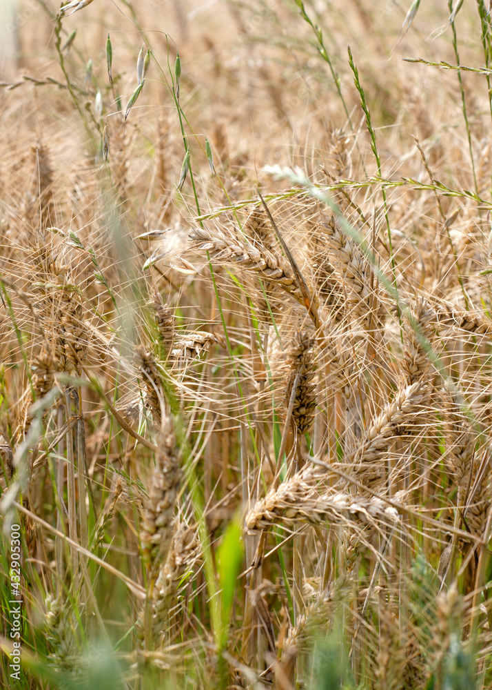 Fototapeta premium golden wheat field in a summer day