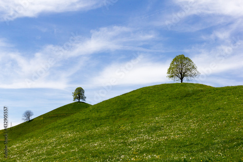 Drumlin hills with trees under blue sky in summer photo