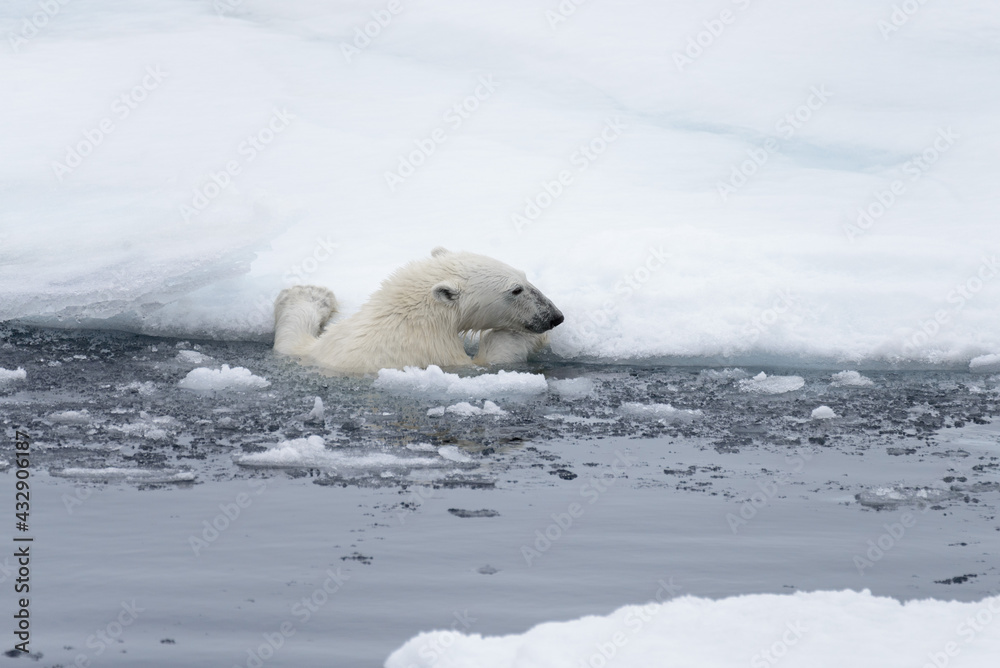 Polar bear's (Ursus maritimus) swimming in Arctic sea close up Polar bear's (Ursus maritimus) swimming in Arctic sea close up