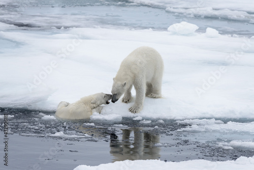 Two young wild polar bears playing on pack ice in Arctic sea, north of Svalbard