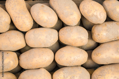 many potatoes in a market, autumn background