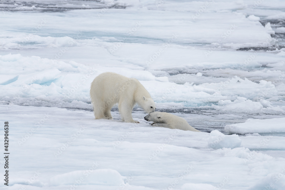 Two young wild polar bears playing on pack ice in Arctic sea, north of Svalbard Two young wild polar bears playing on pack ice in Arctic sea, north of Svalbard