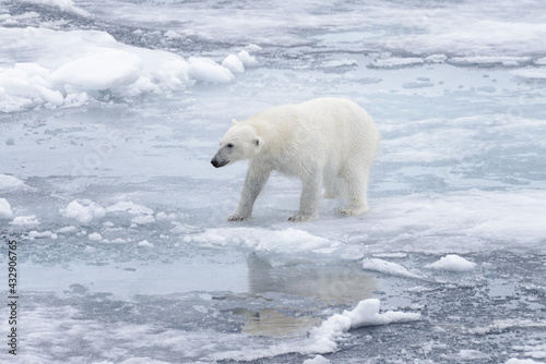 Wet polar bear shaking off on pack ice in Arctic sea