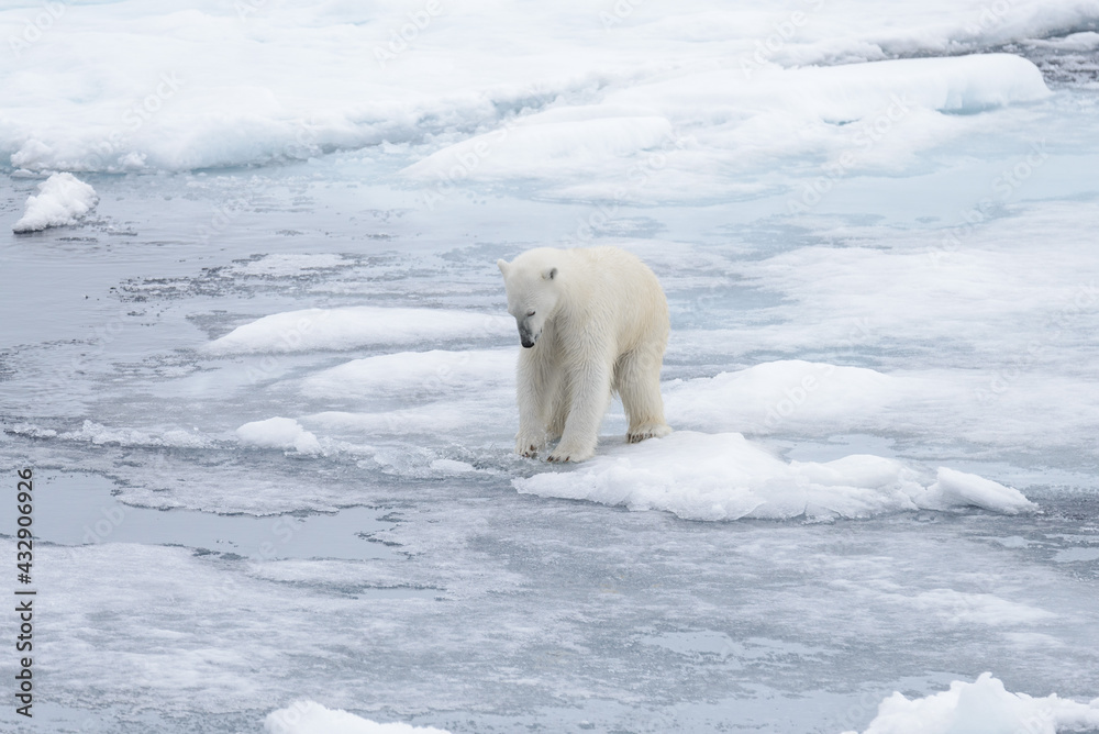 Wild polar bear looking in water on pack ice in Arctic sea Wild polar bear looking in water on pack ice in Arctic sea