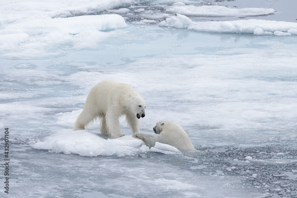 Fototapeta premium Two young wild polar bears playing on pack ice in Arctic sea, north of Svalbard
