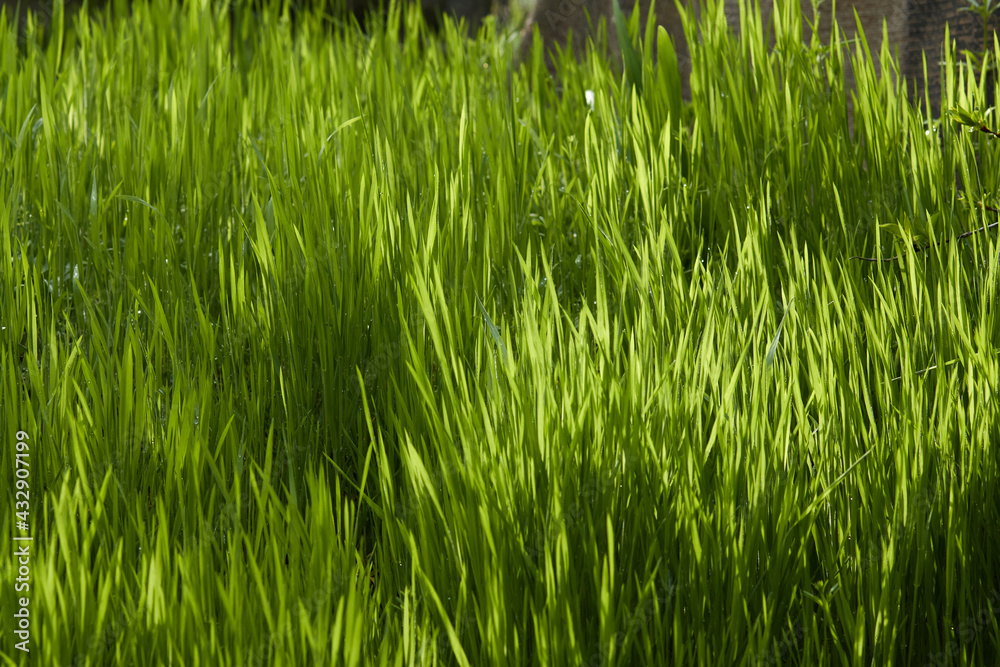 Sweet vernal grass in the rays of suns. Bright summer photo in shades of green.