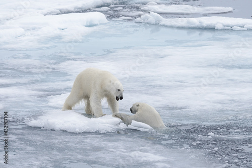 Two young wild polar bears playing on pack ice in Arctic sea, north of Svalbard