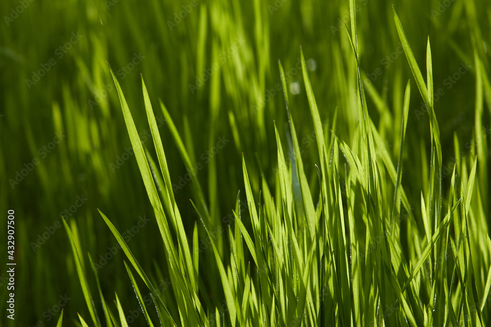 Sweet vernal grass in the rays of suns. Bright summer photo in shades of green. Sweet vernal grass in the rays of suns. Bright summer photo in shades of green.