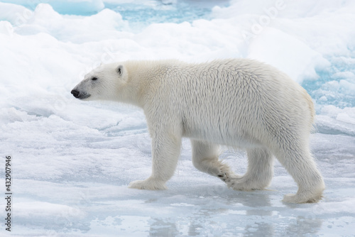 Wild polar bear going in water on pack ice in Arctic sea