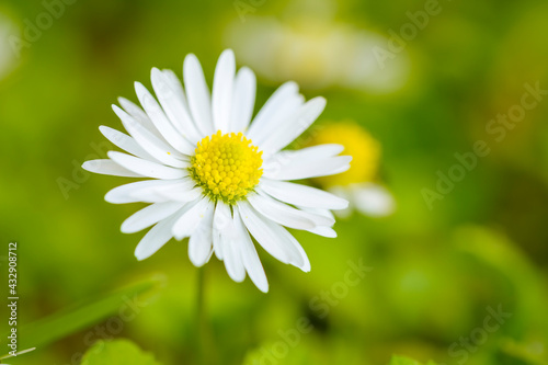Morning daisy in the grass, close up photo